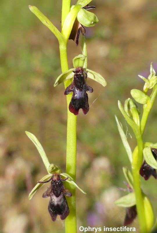 Il lago di Campotosto, orchidee, maltempo eschiarite! maggio/giugno 2023.